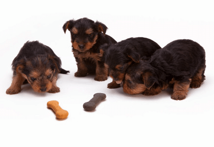 Como escolher os alimentos ideais para cada fase da vida do seu cão