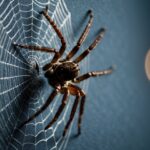 Uma aranha viúva-marrom rastejando em uma teia em um canto escuro