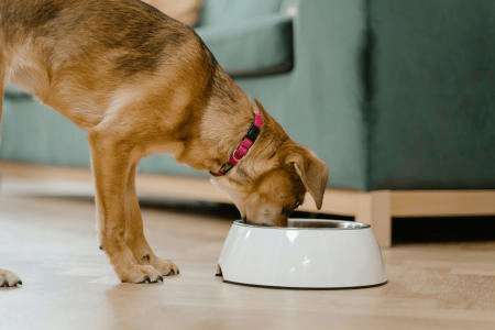Ração para cães: como a textura e o formato podem ajudar na saúde dental?