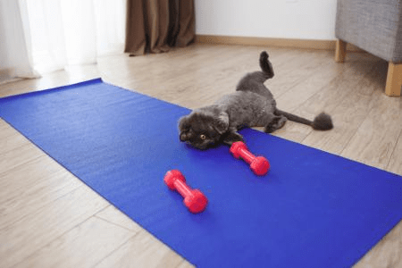 Descubra estratégias para combater o excesso de peso em felinos, garantindo mais longevidade, disposição e bem-estar para o seu gato A obesidade felina é um problema de saúde grave que reduz a expectativa de vida dos animais e pode desencadear doenças como diabetes e problemas articulares. É fundamental conscientizar os tutores sobre a importância de identificar o quadro e buscar orientação profissional para iniciar uma mudança segura de rotina.